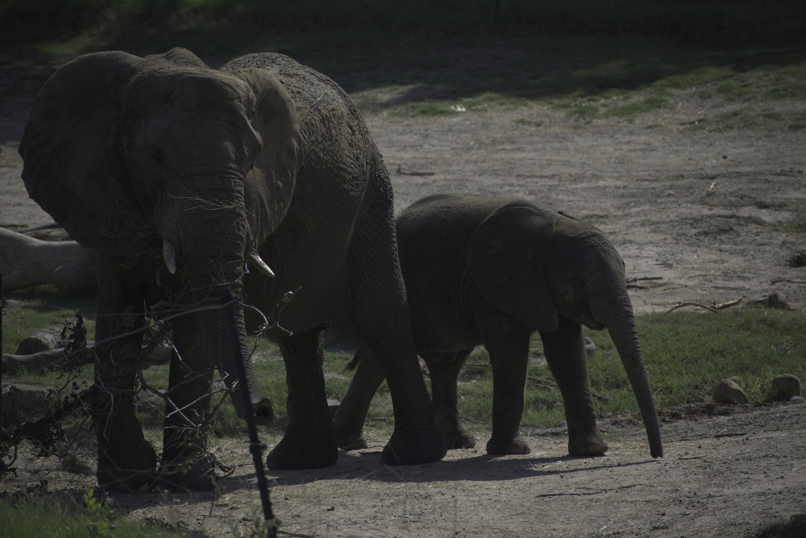 African Bush Elephant and Calf