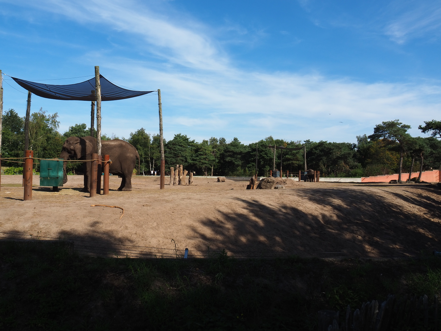 African bush elephant and Hamadryas baboon exhibit, 2019-09-15