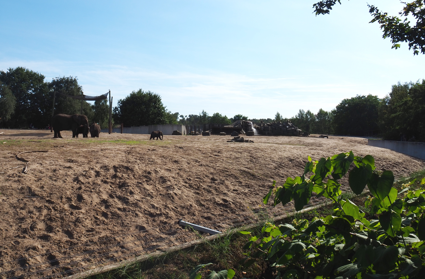 African bush elephant and Hamadryas baboon exhibit, 2019-09-15