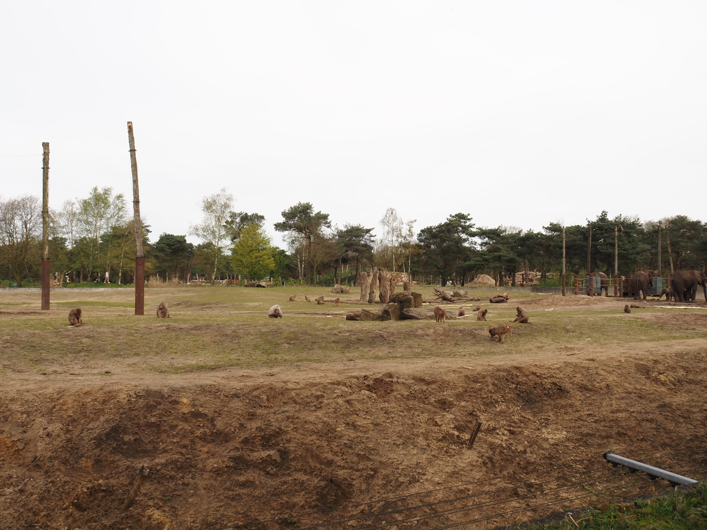 African bush elephant and Hamadryas baboon exhibit, 2024-04-06