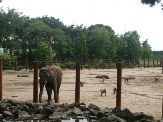 African Bush Elephant and Hamadyras Baboon Exhibit 1