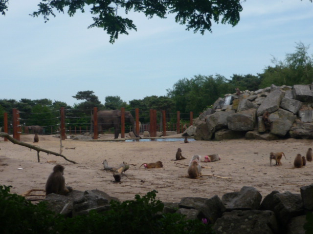 African Bush Elephant and Hamadyras Baboon Exhibit 2
