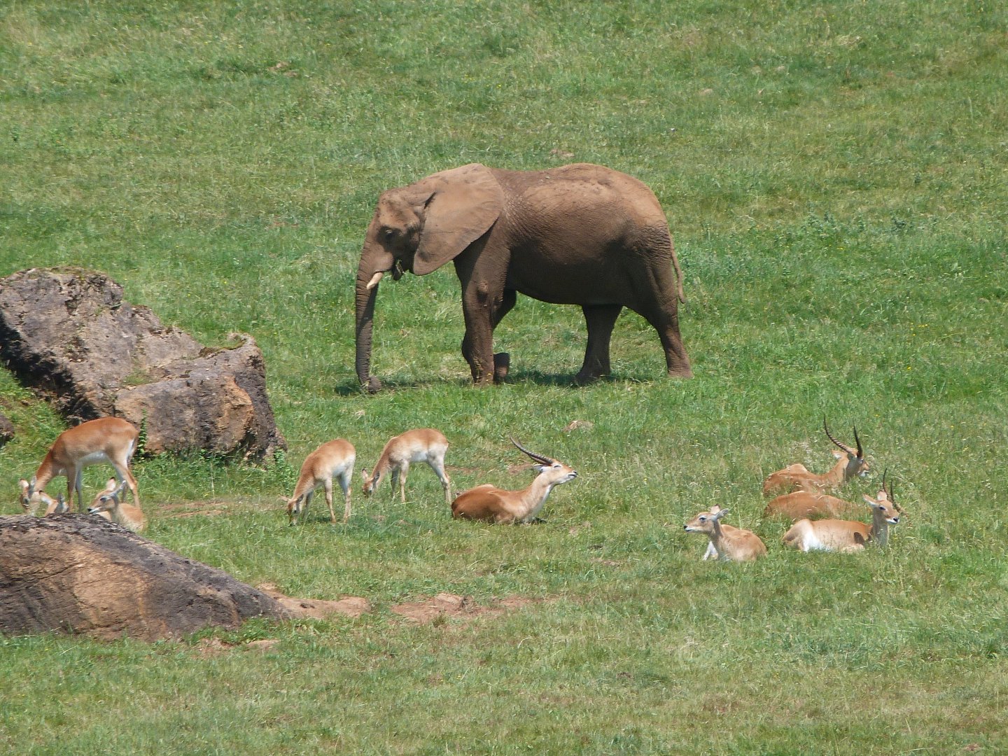 African bush elephant and Kafue flats lechwes -Parque de la Naturaleza de Cabárceno (2025)