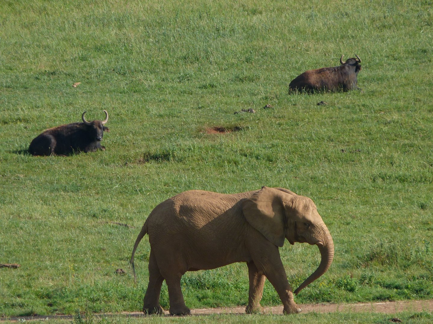 African bush elephant and South-European water buffaloes -Parque de la Naturaleza de Cabárceno (2025)