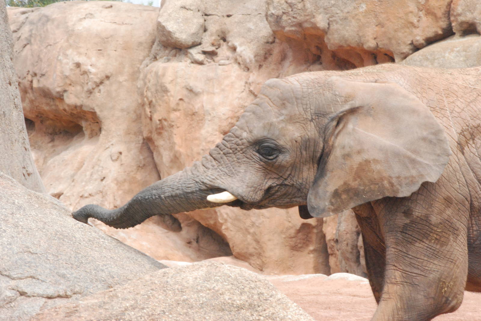 African Bush Elephant at Bioparc Valencia, 28/05/11