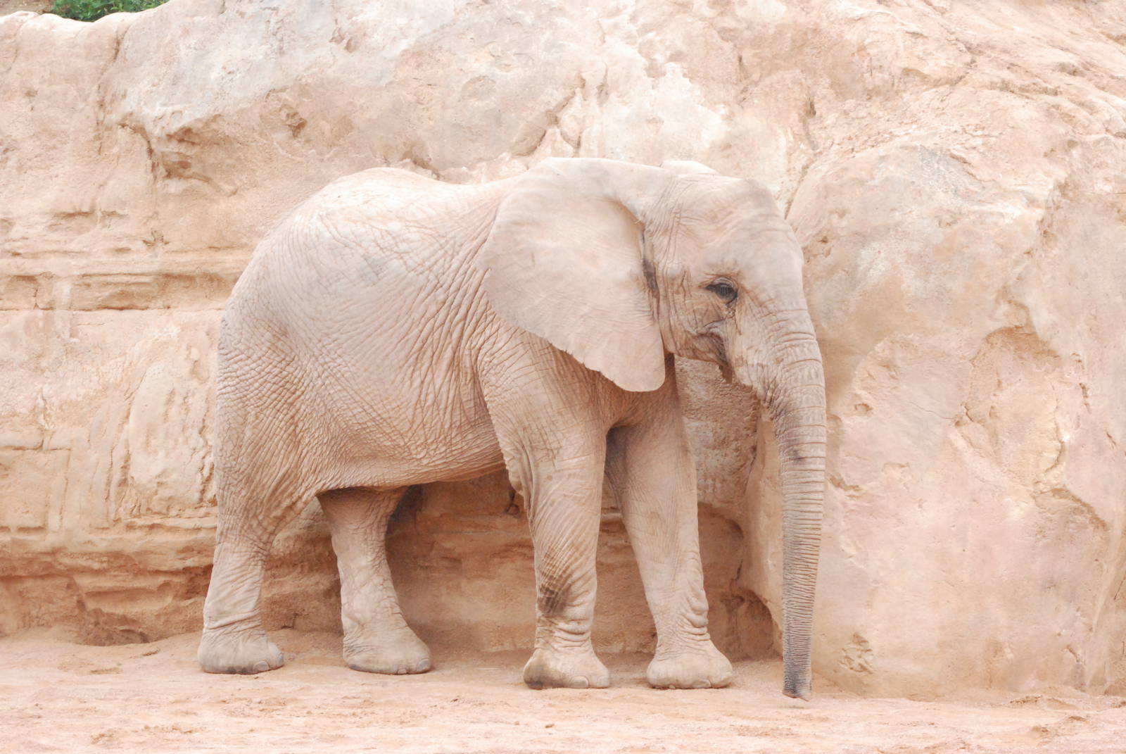 African Bush Elephant at Bioparc Valencia, 28/05/11