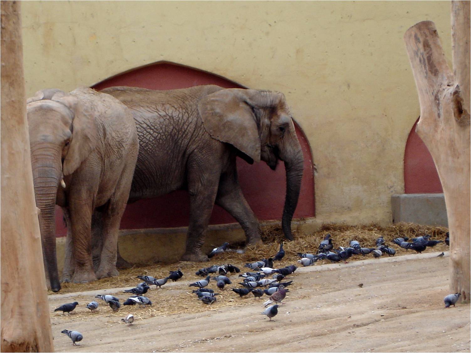 African Bush Elephant at Jardim Zoológico de Lisboa, 13/04/08