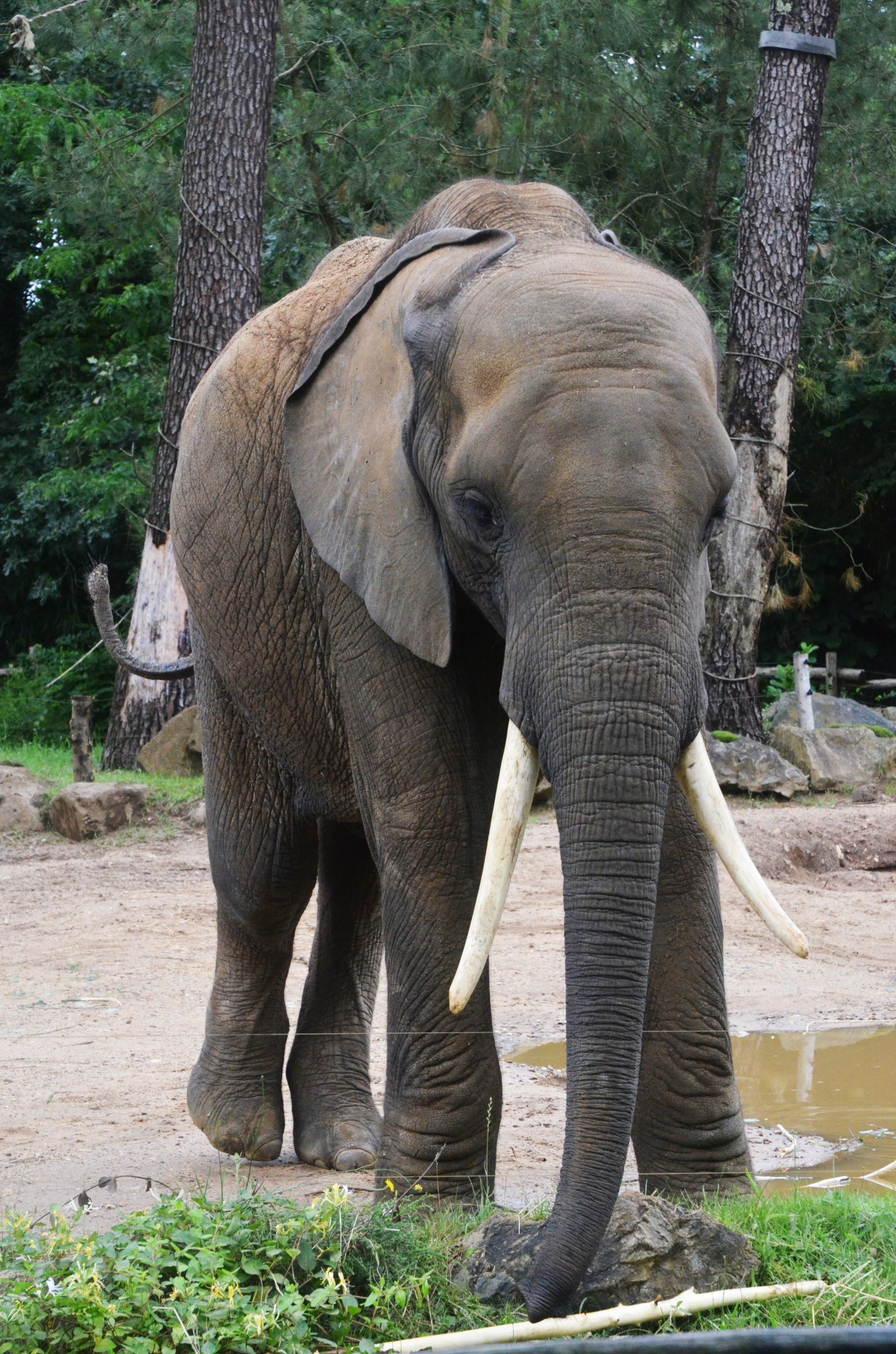 African Bush Elephant at La Flèche, 11/06/18