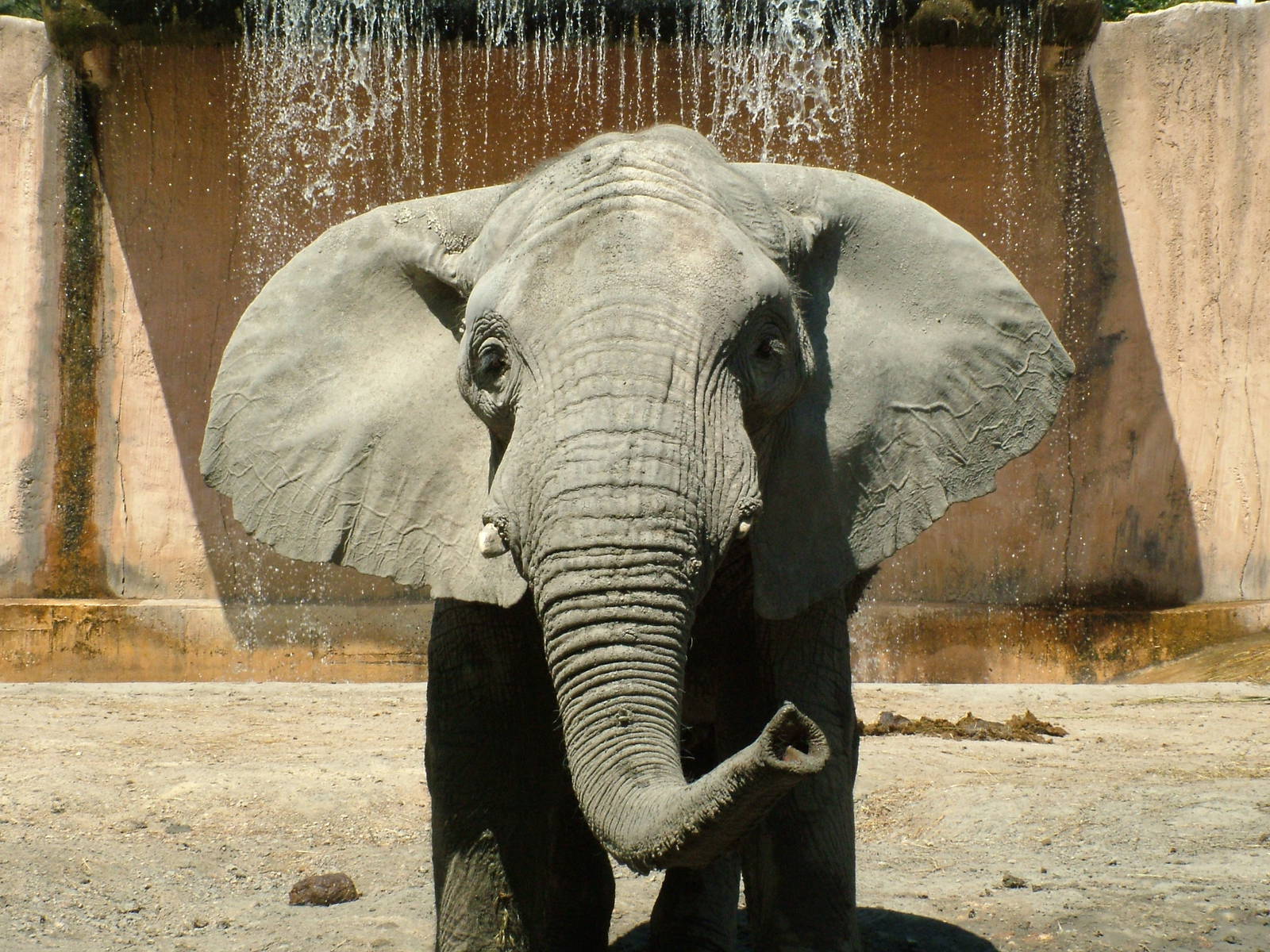 African Bush Elephant at Lisbon Zoo, 24/05/11