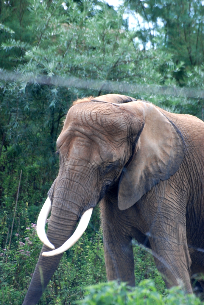 African Bush Elephant at Pairi Daiza, 31/08/14