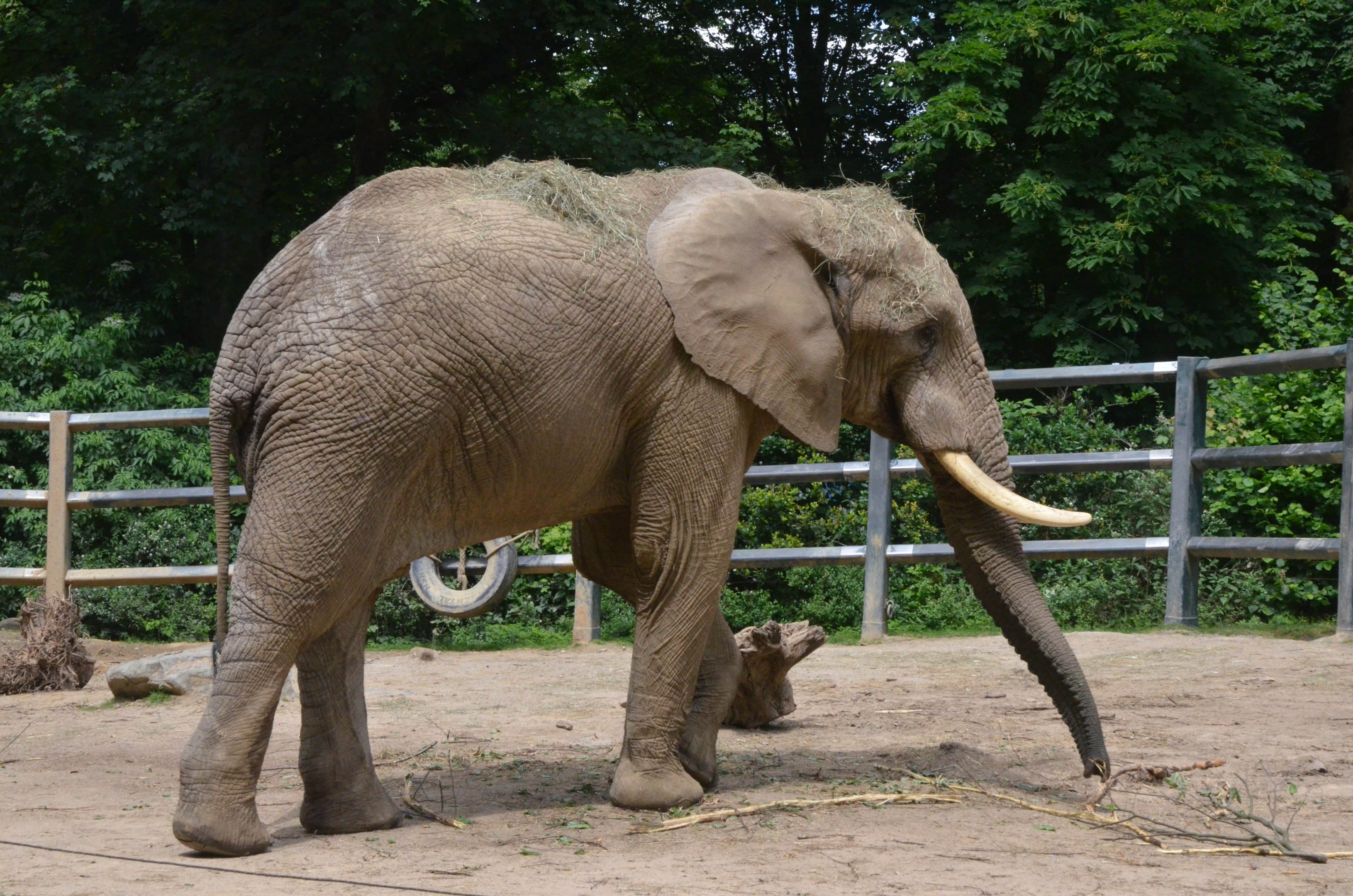 African Bush Elephant at Wuppertal, 16/06/19