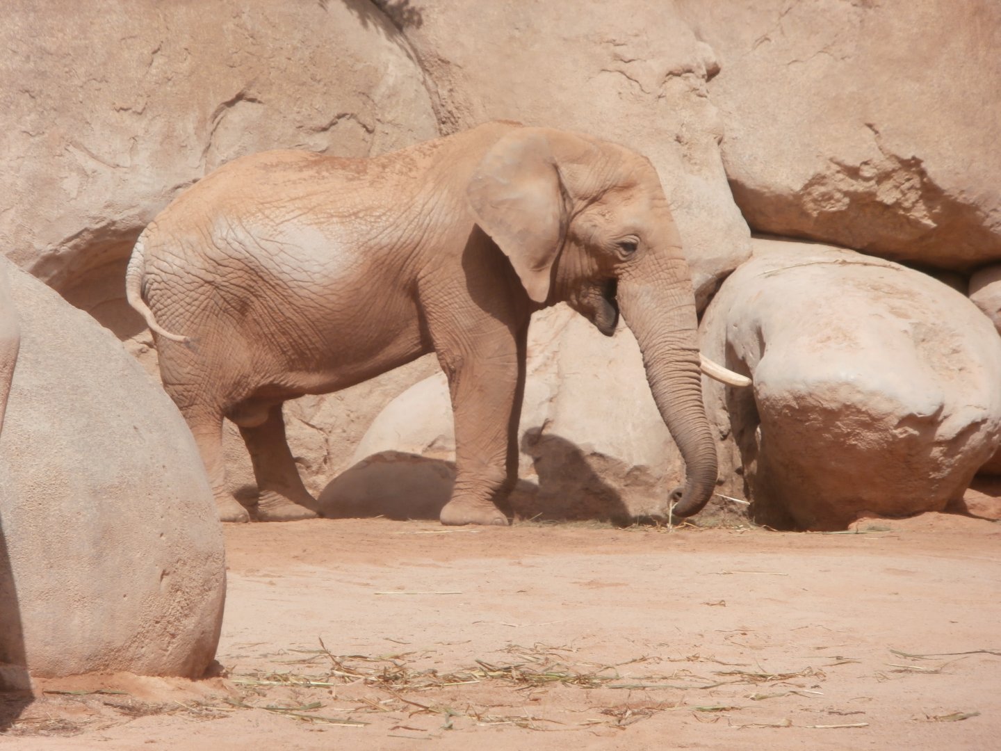 African bush elephant -Bioparc Valencia (Summer 2017)