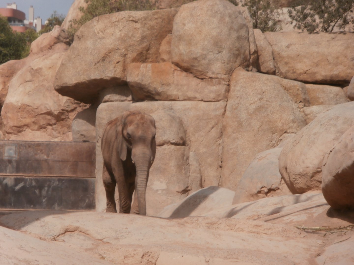 African bush elephant -Bioparc Valencia (Summer 2017)