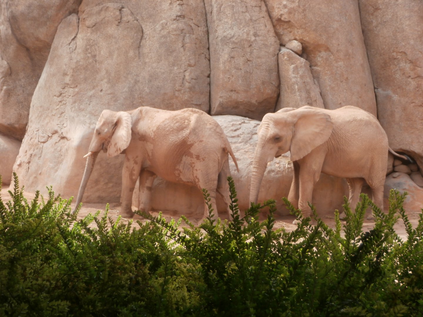 African bush elephant -Bioparc Valencia (Summer 2017)