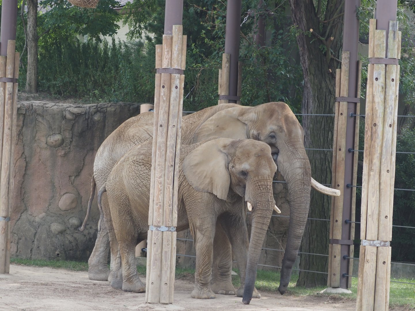 African bush elephant bull and cow