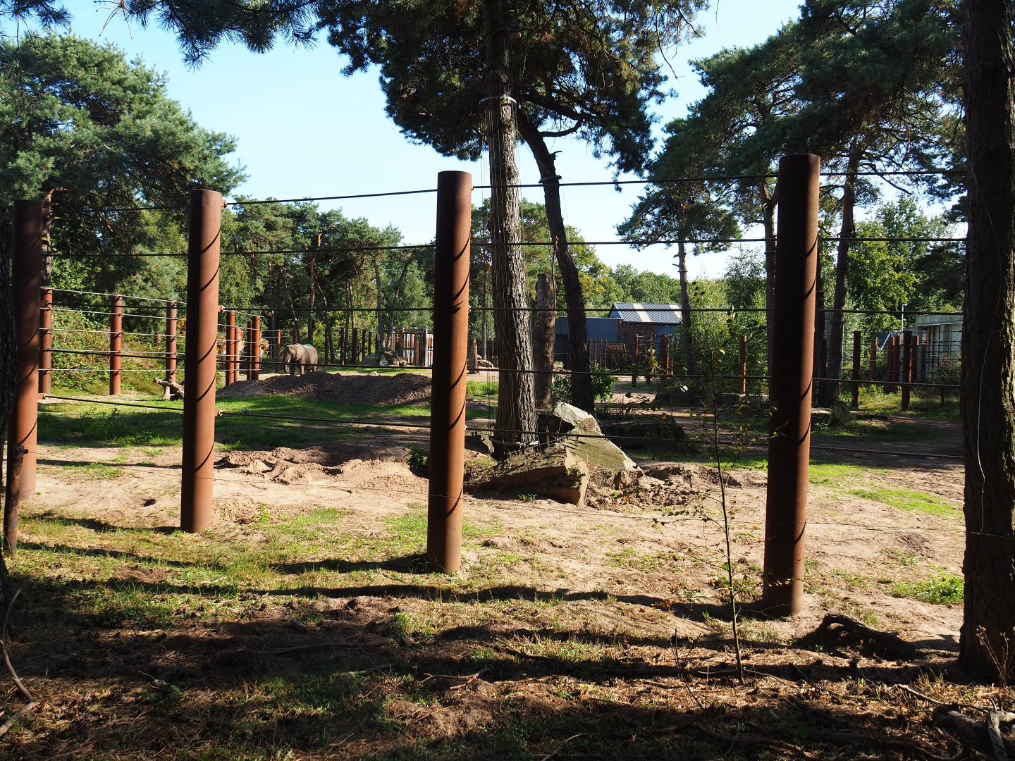 African bush elephant bull and separation paddock, 2019-09-15
