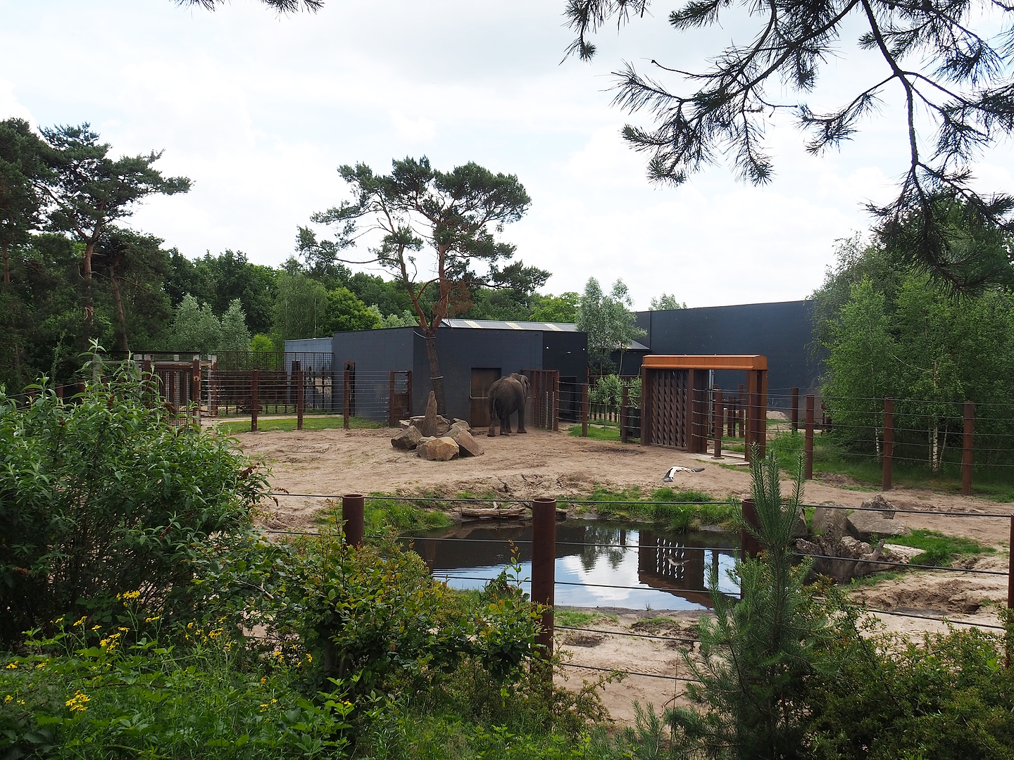 African bush elephant bull and separation paddock, 2022-06-12