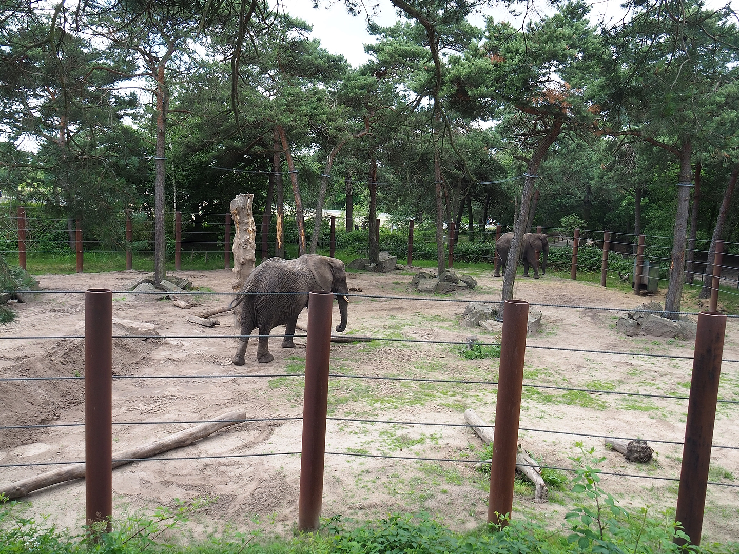 African bush elephant bull and separation paddock, 2022-06-12