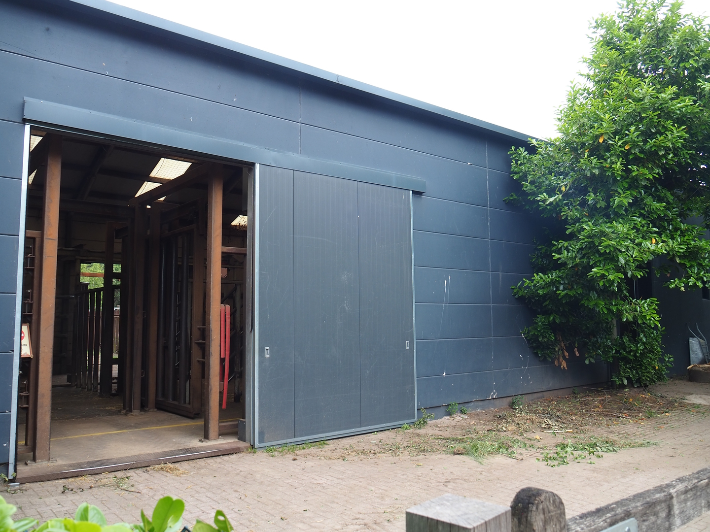 African bush elephant bull barn, 2022-06-12