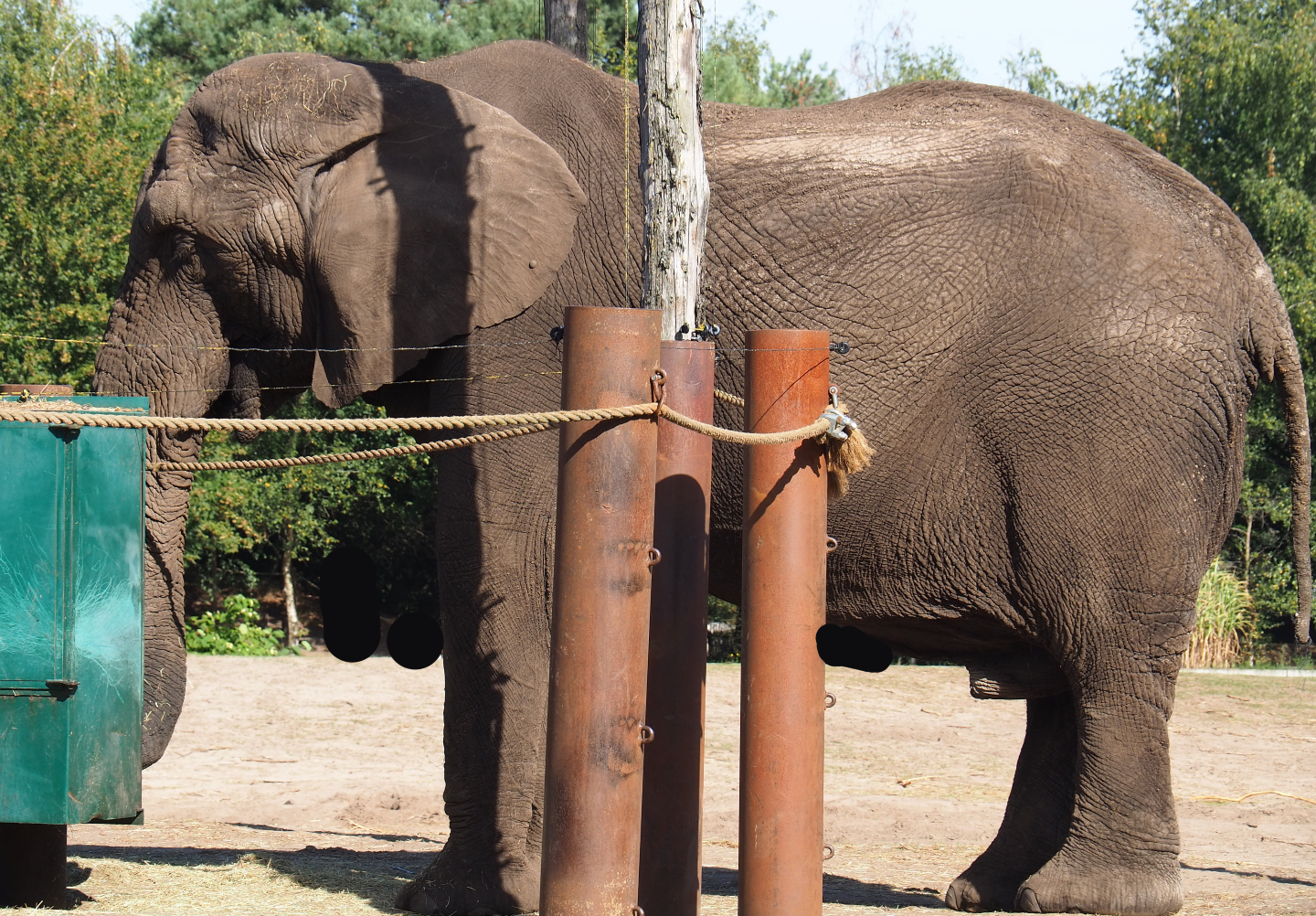 African bush elephant bull Calimero (Loxodonta africana), 2019-09-15