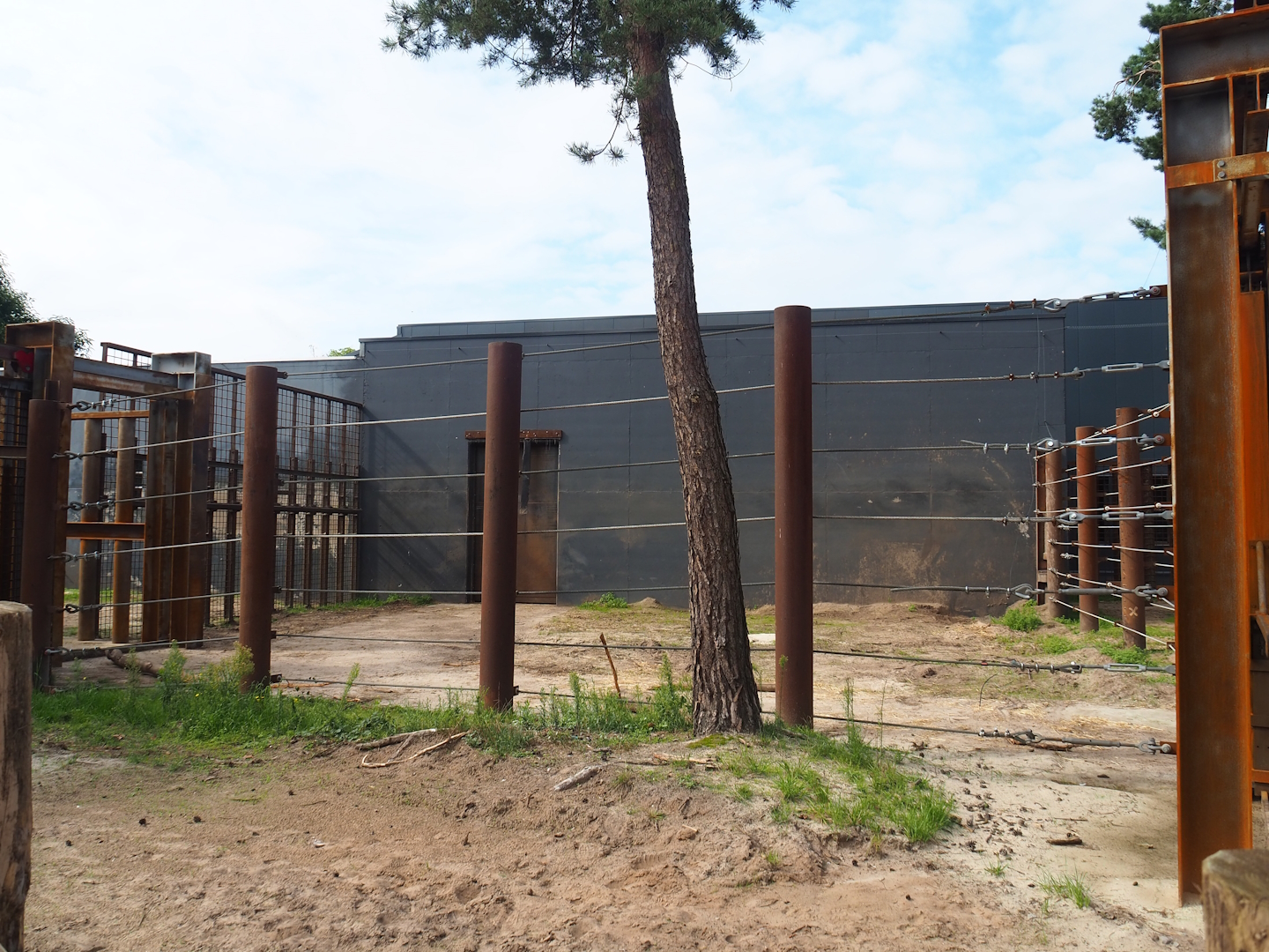 African bush elephant bull holding paddock, 2023-08-15