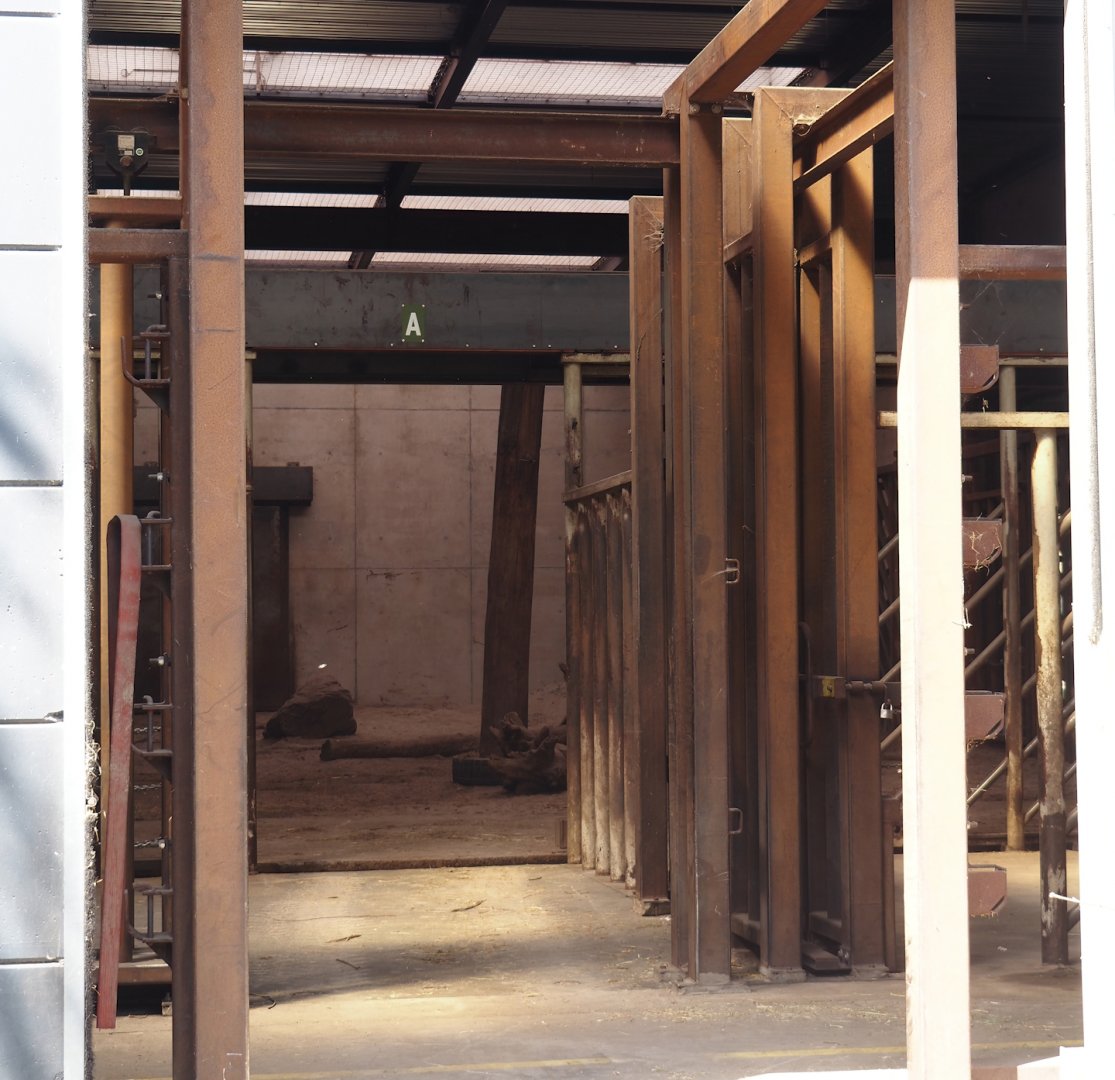 African bush elephant bull stables, 2025-04-30