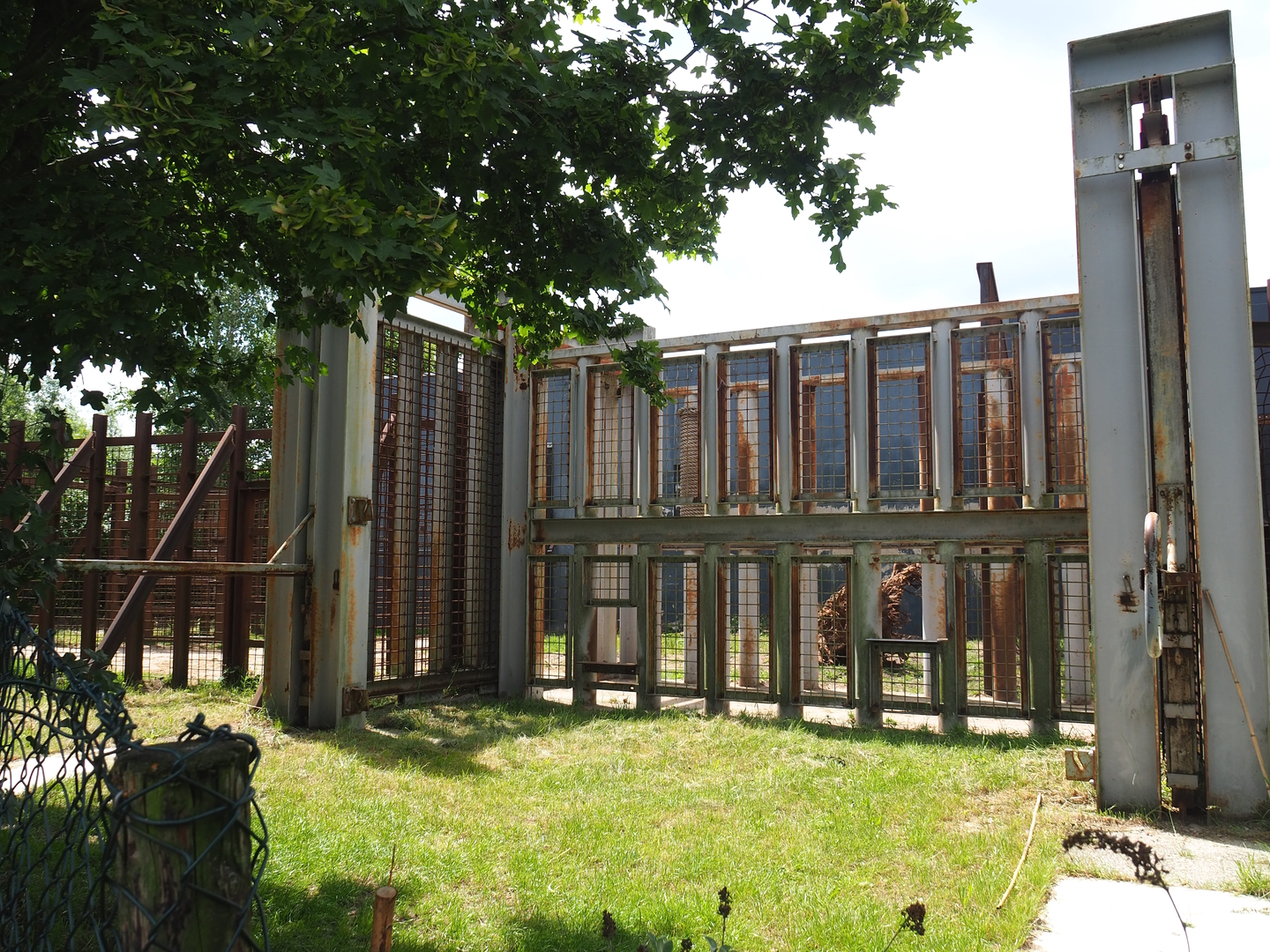 African bush elephant bull training wall, 2022-06-12