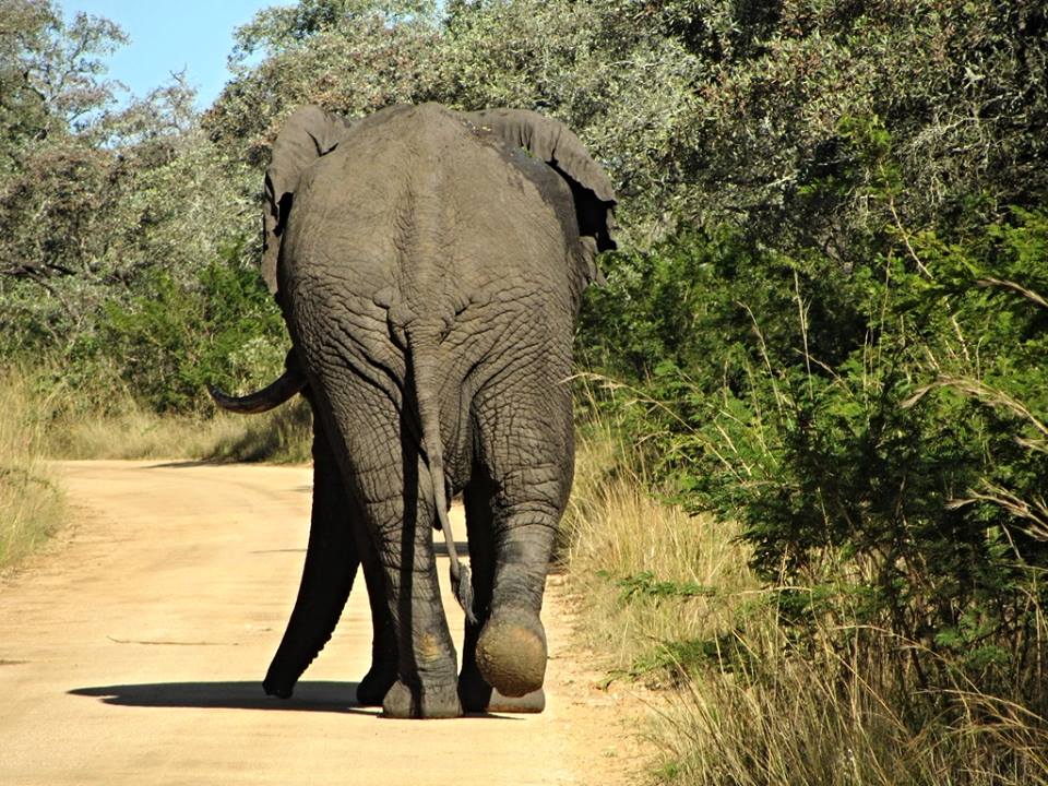 African Bush Elephant Bull