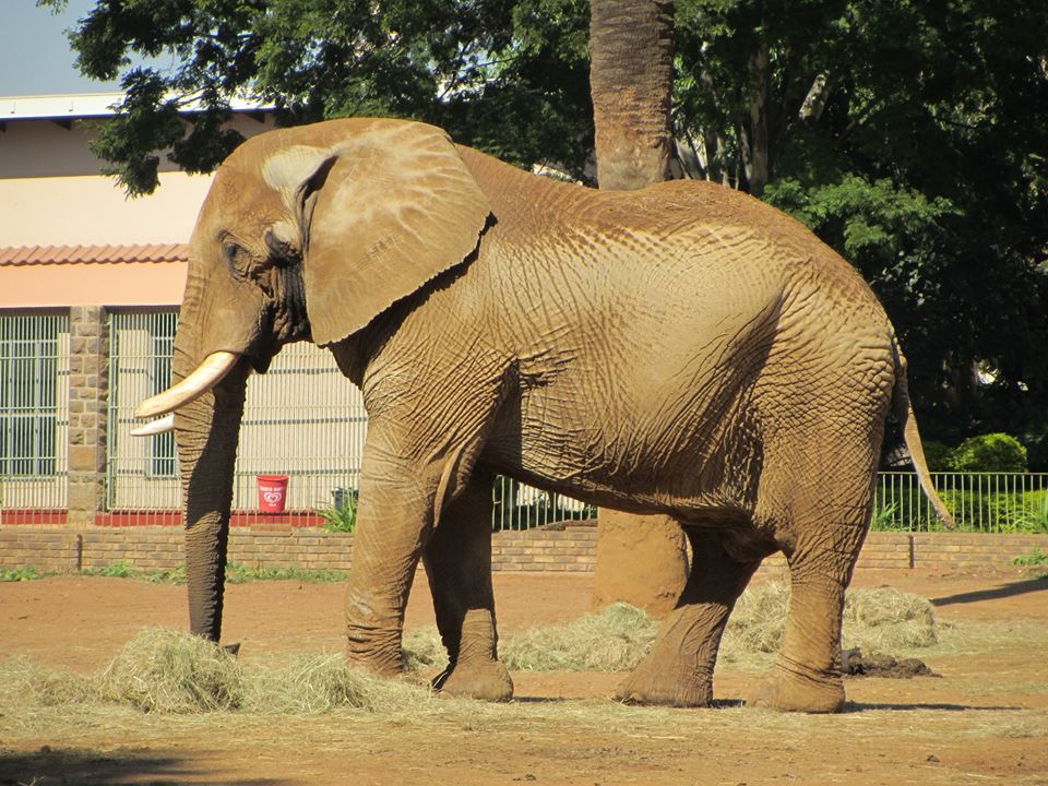 African Bush Elephant Bull