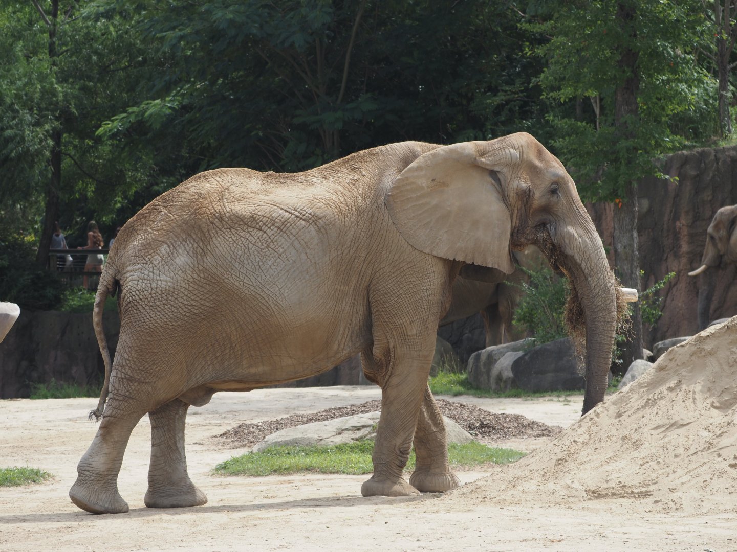 African bush elephant bull