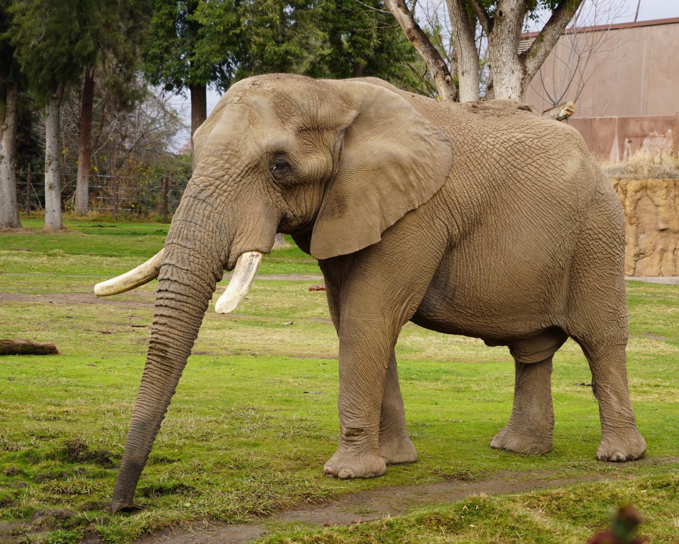 African bush elephant bull