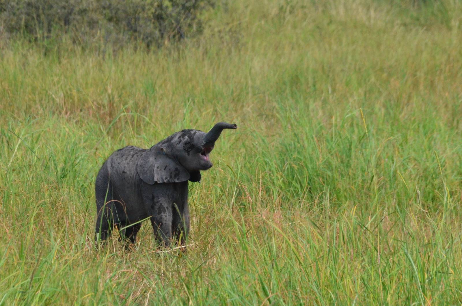 African Bush Elephant (Calf), Khwai Community Area, Botswana, 24/04/16