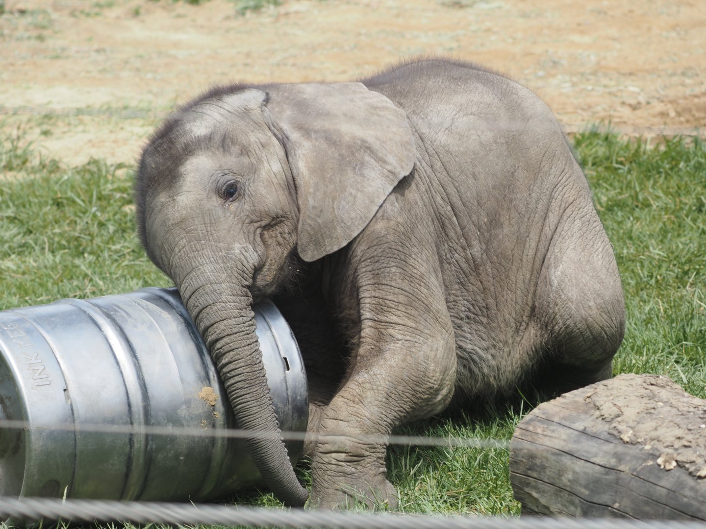 African Bush Elephant Calf "Kirkja" 1