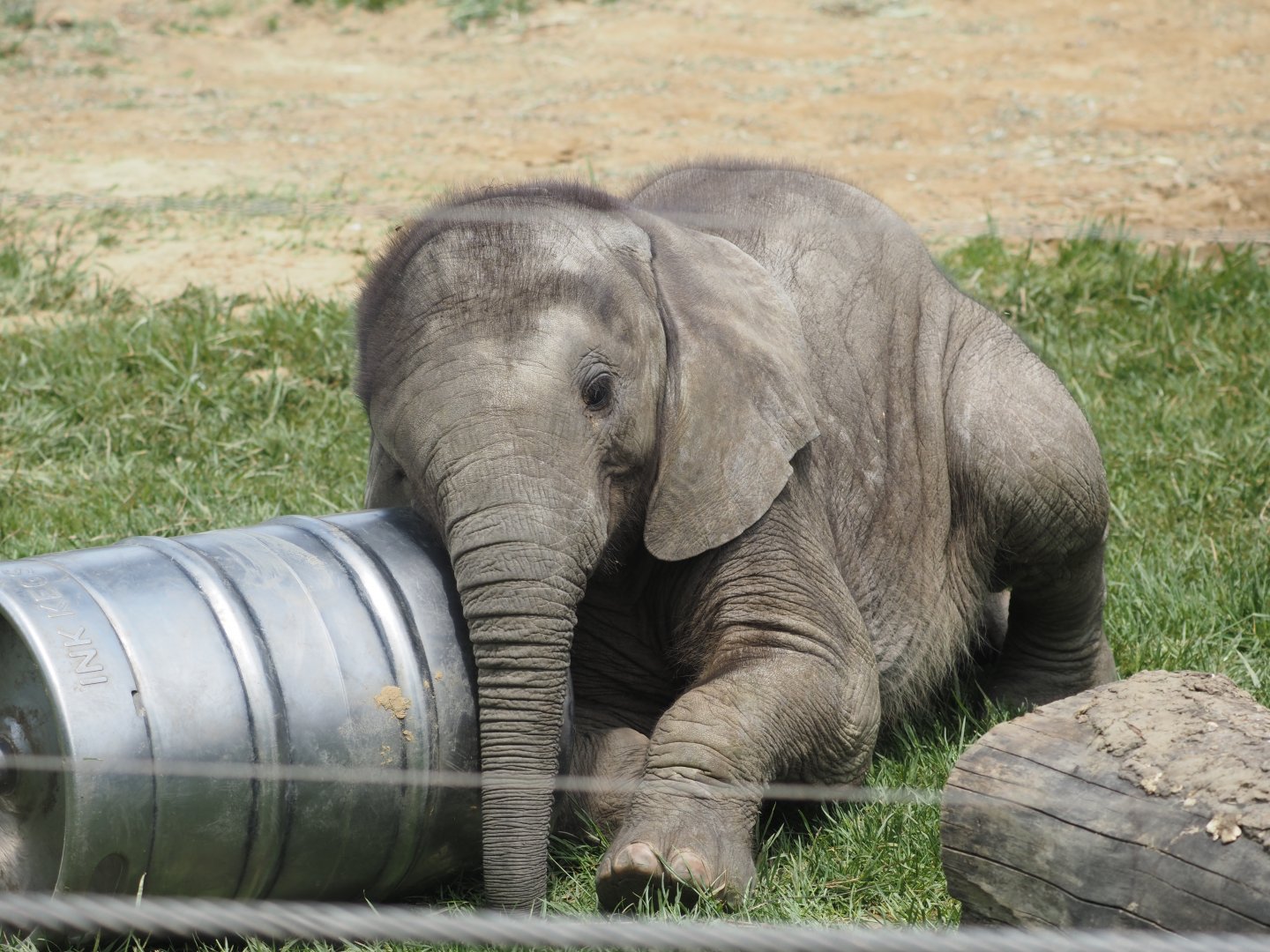 African Bush Elephant Calf "Kirkja" 2