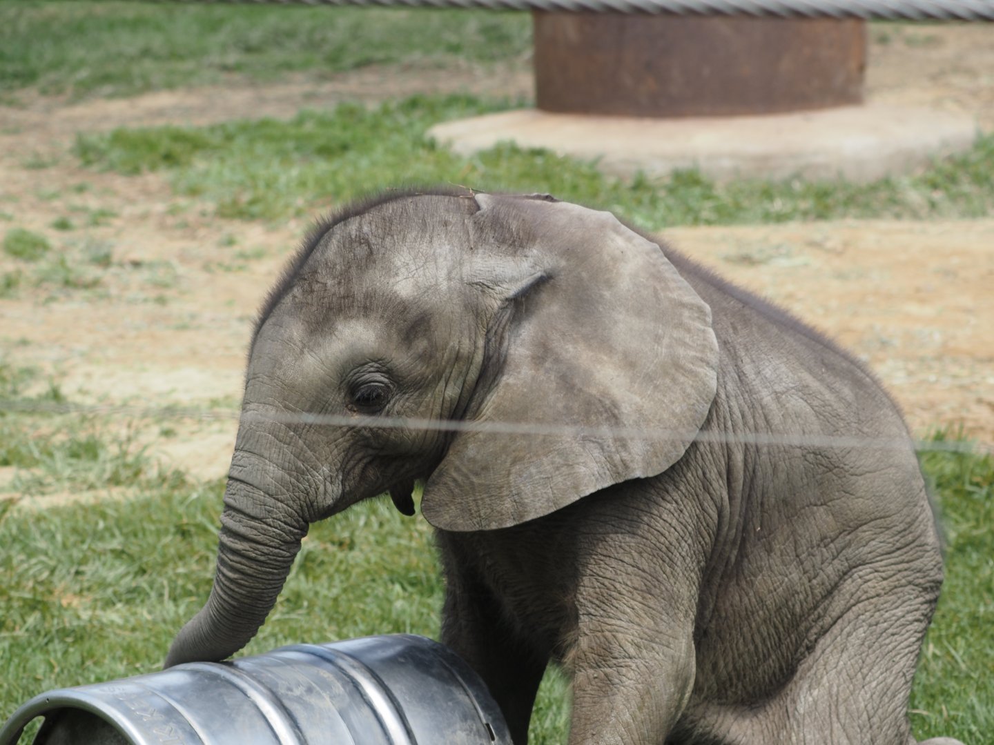 African Bush Elephant Calf "Kirkja" 3