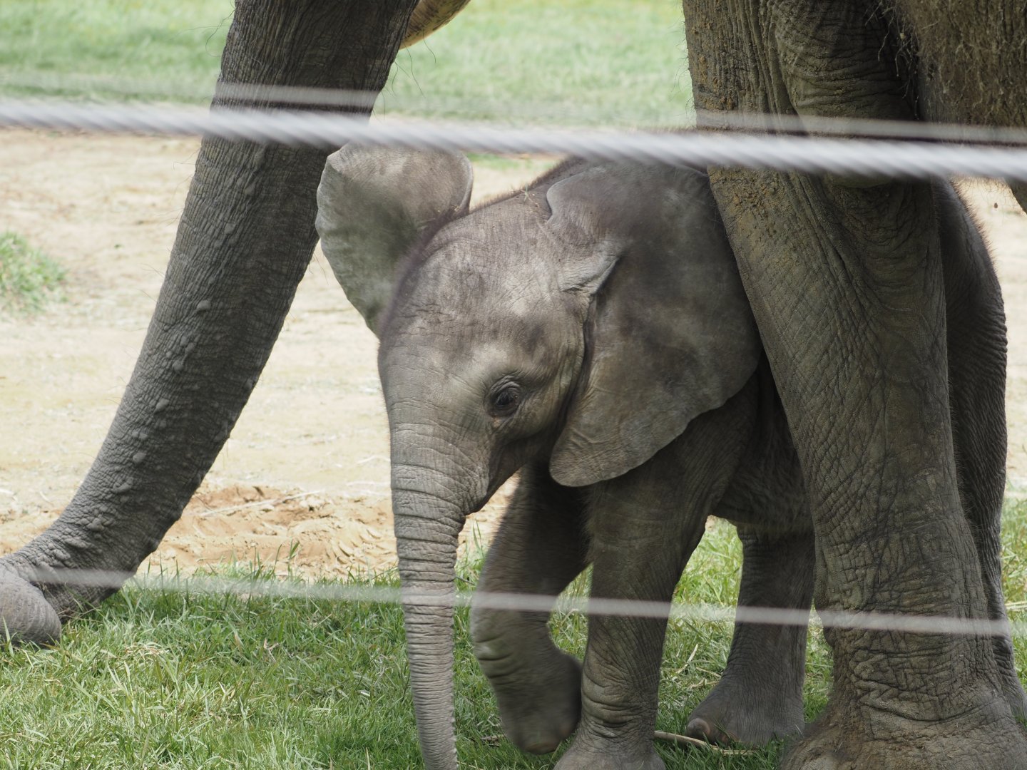 African Bush Elephant Calf "Kirkja" 4
