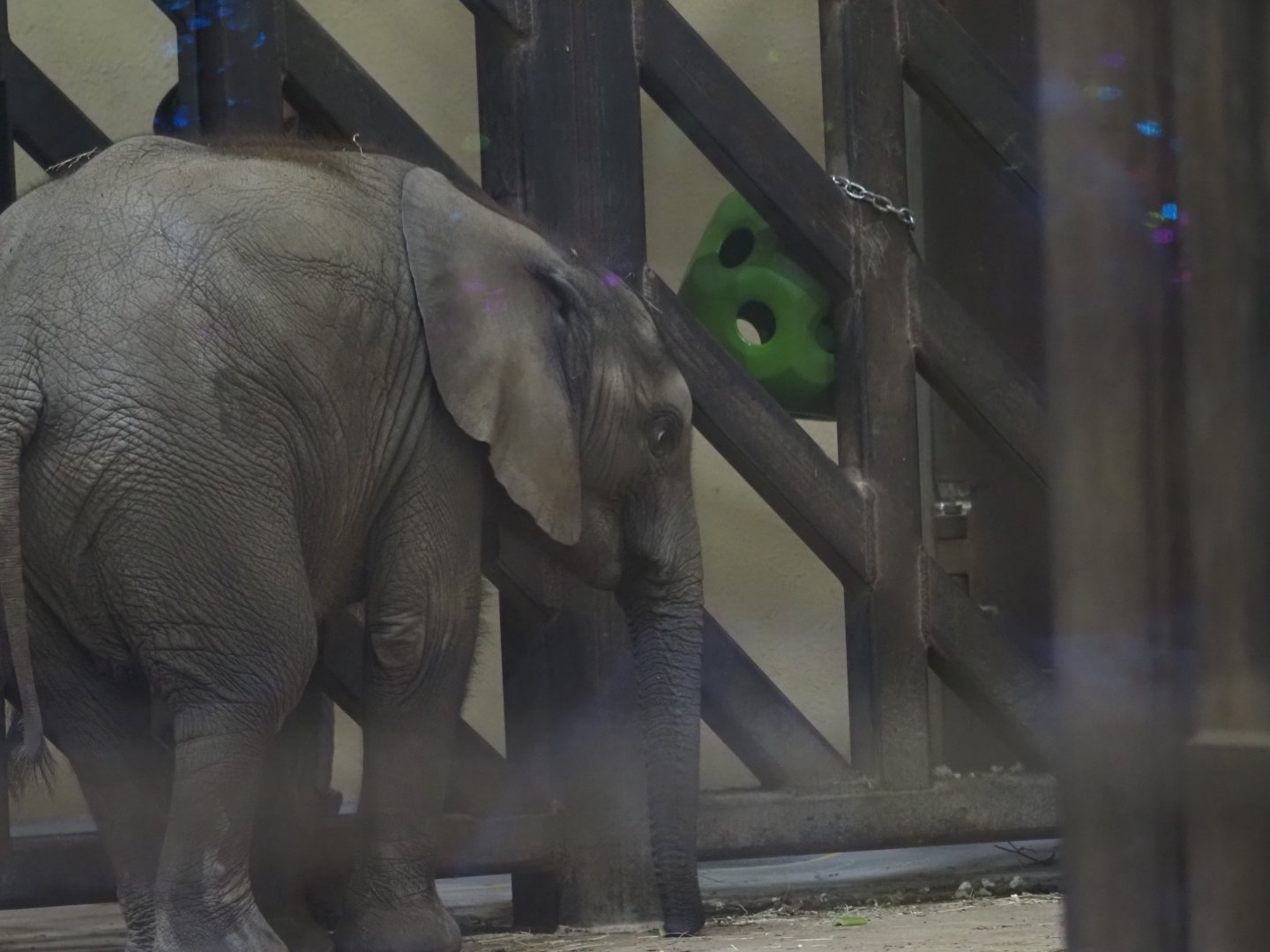 African Bush Elephant Calf "Kirkja" and Her Mother "Renee" 1