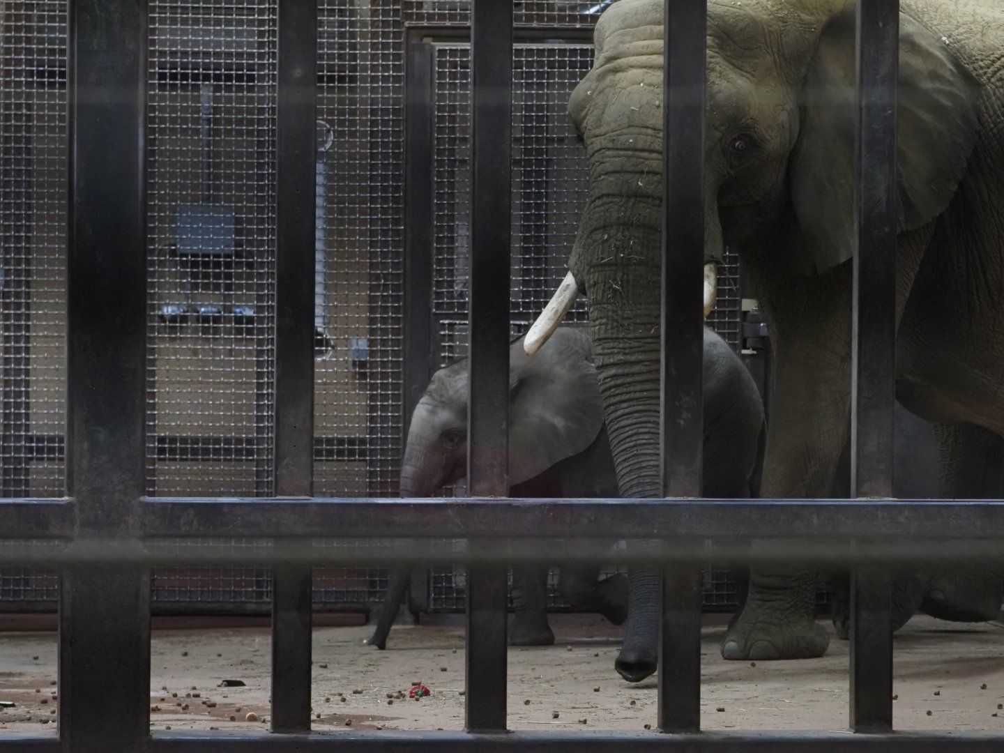 African Bush Elephant Calf "Kirkja" and Her Mother "Renee" 2