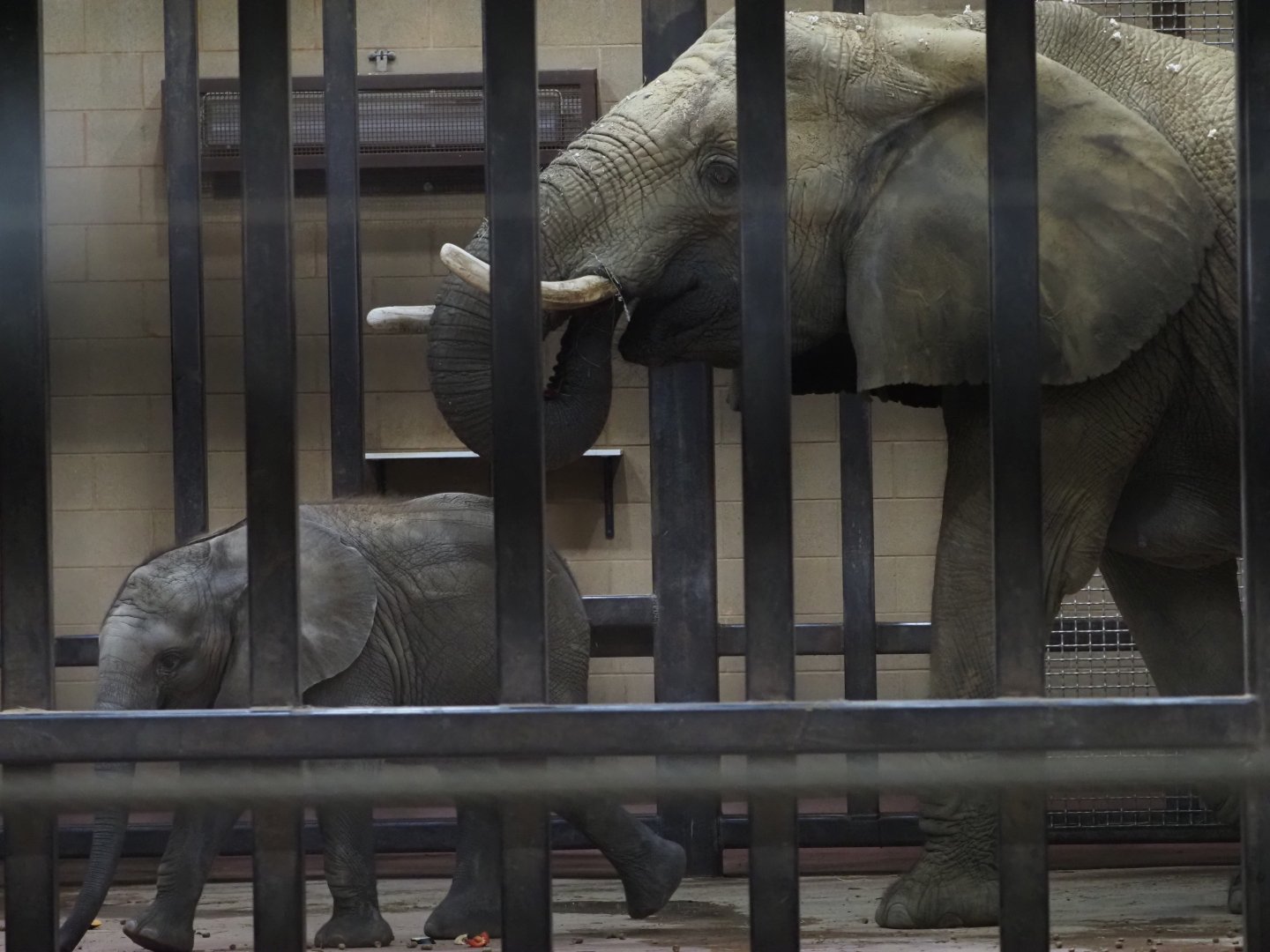African Bush Elephant Calf "Kirkja" and Her Mother "Renee" 3