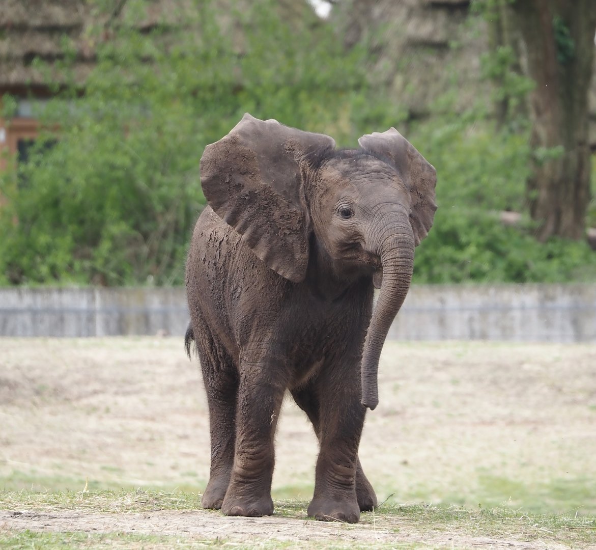 African bush elephant calf (Loxodonta africana), 2024-04-06