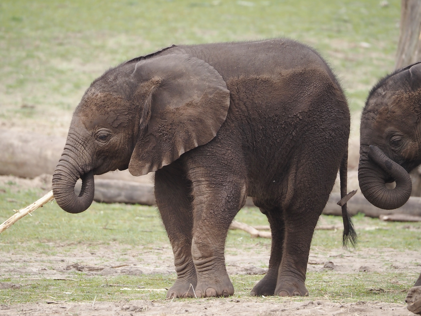 African bush elephant calf (Loxodonta africana), 2024-04-06