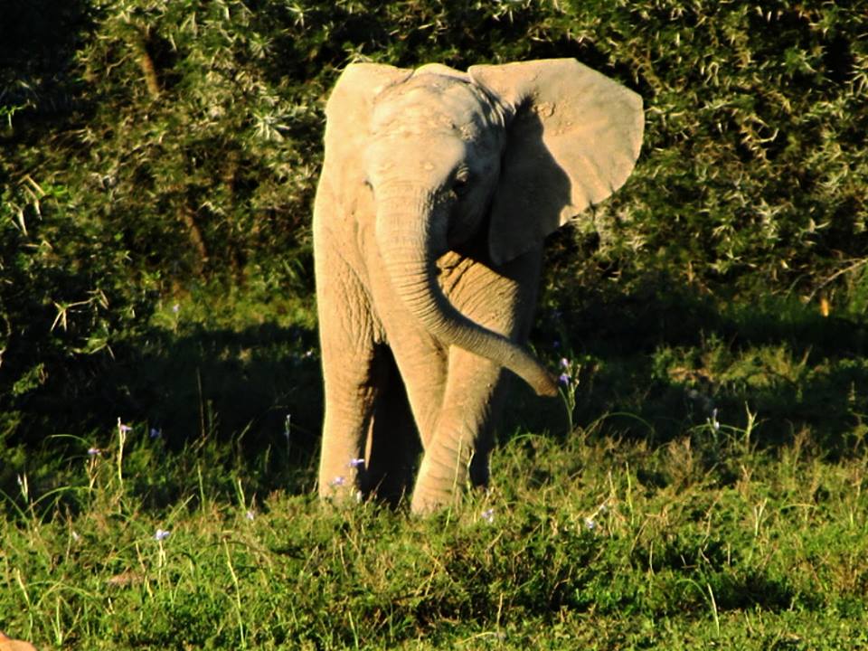 African Bush Elephant Calf