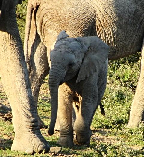 African Bush Elephant Calf