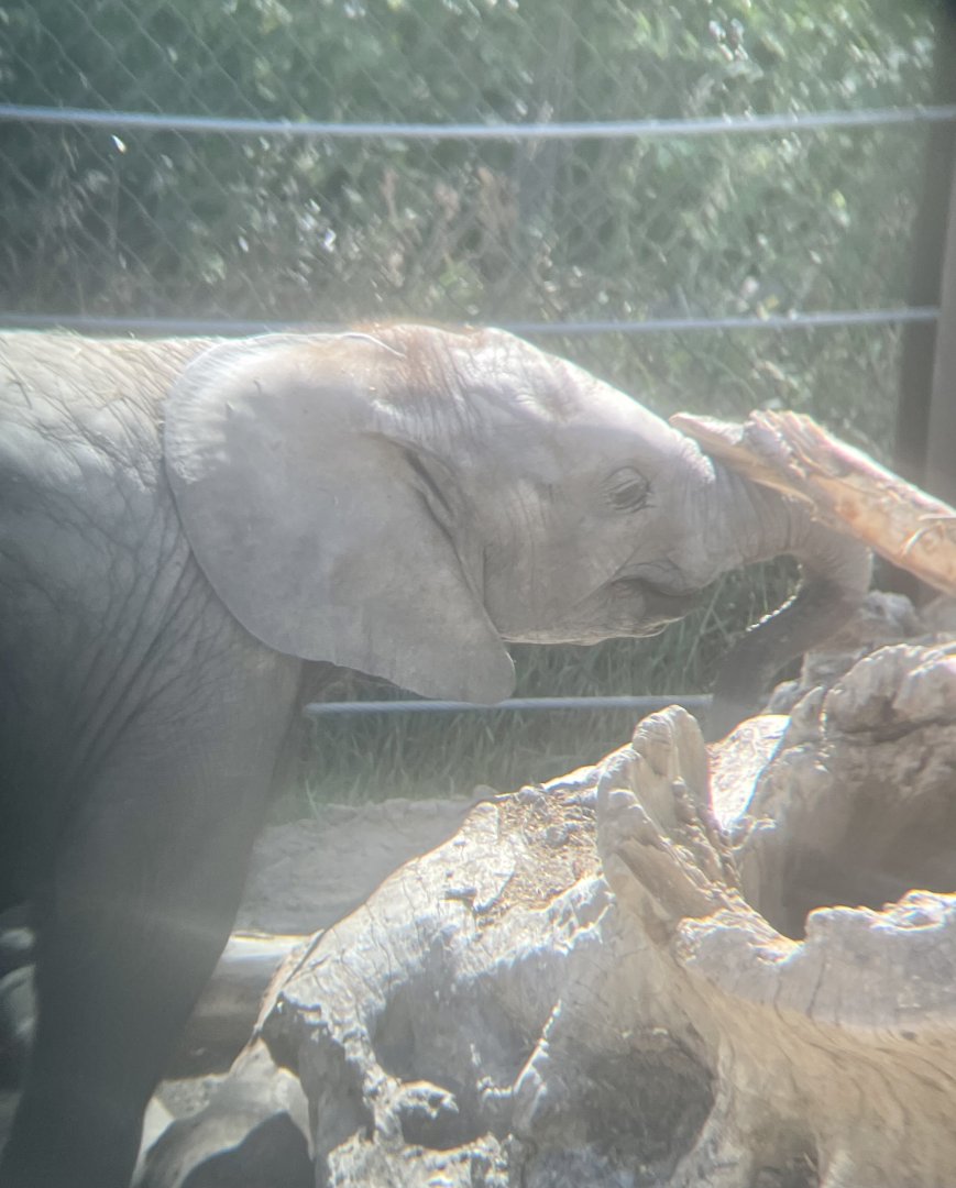 African bush elephant calf