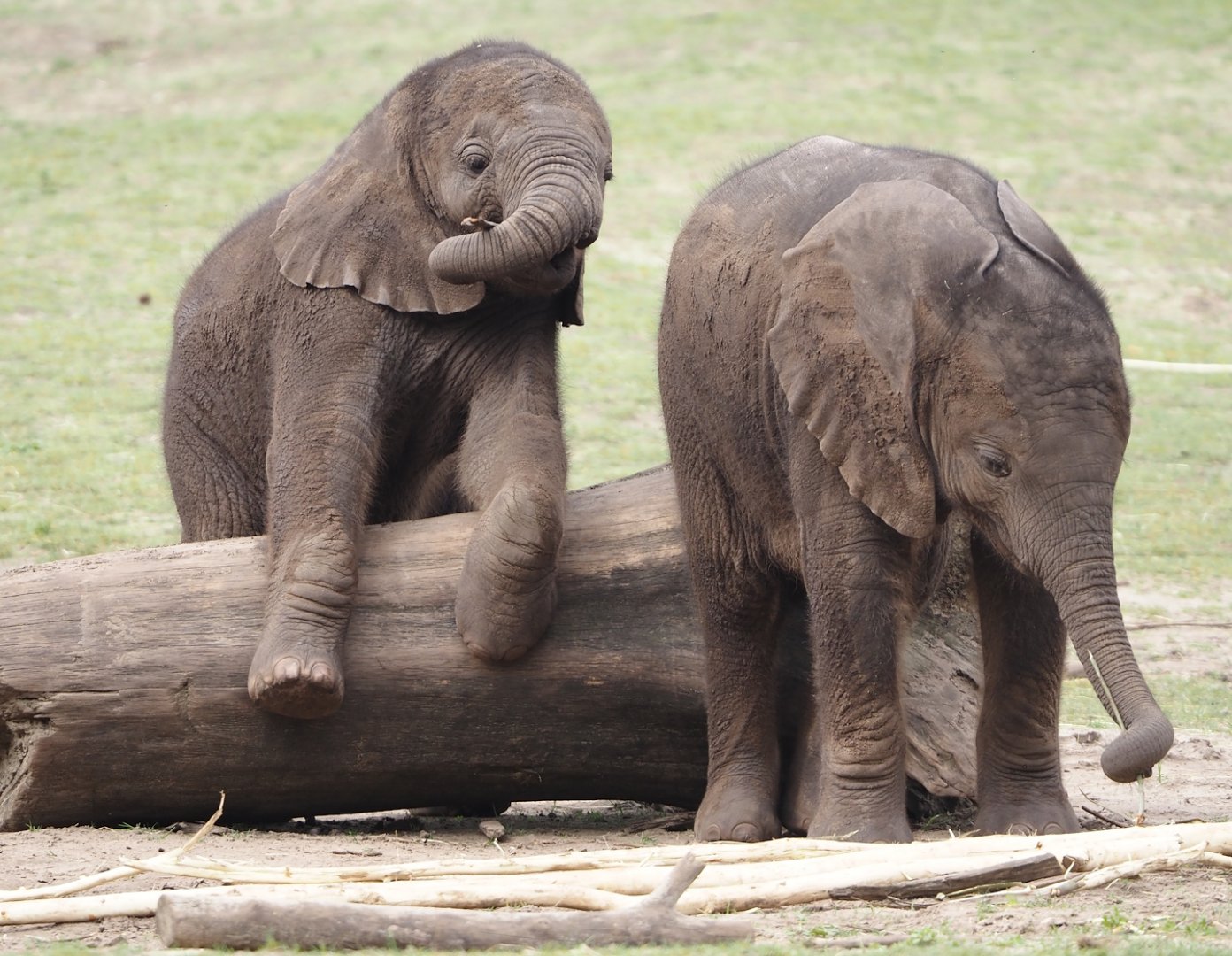 African bush elephant calves (Loxodonta africana), 2024-04-06