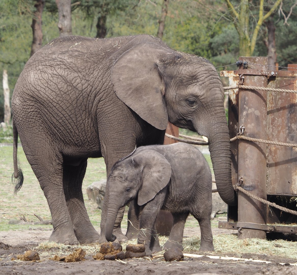 African bush elephant cow and calf (Loxodonta africana), 2024-04-06