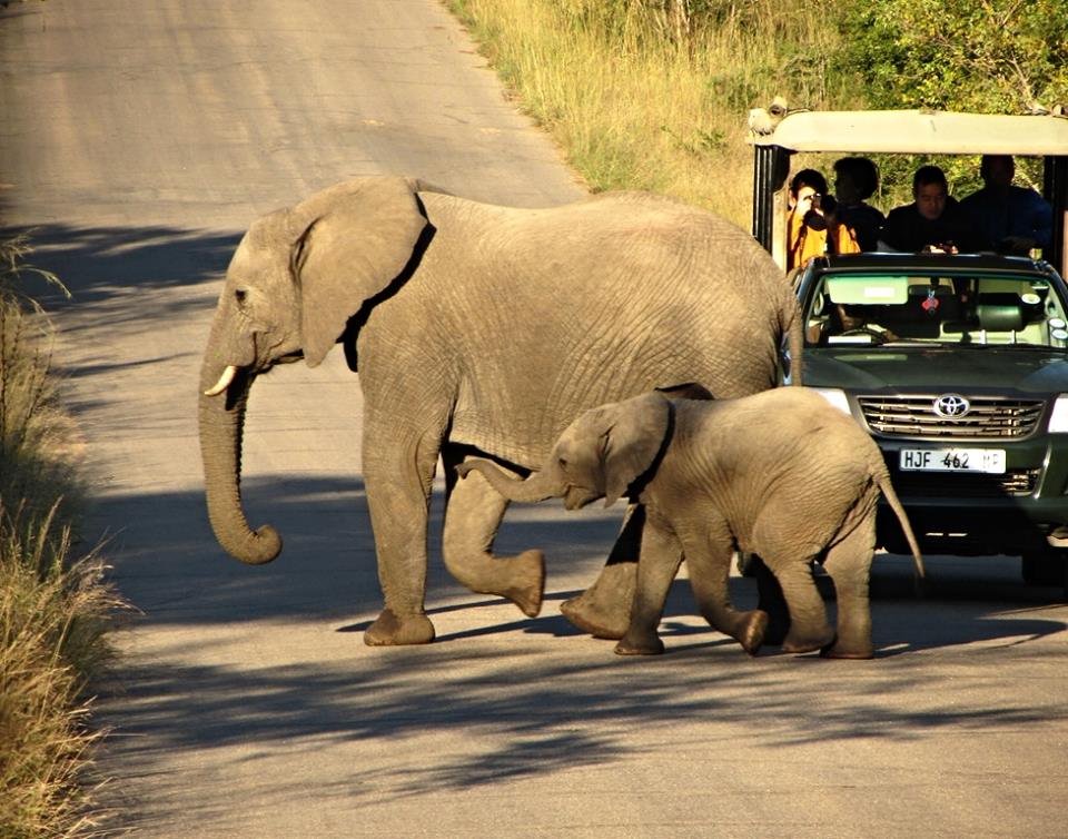 African Bush Elephant Cow and Calf with Safari Vehicle