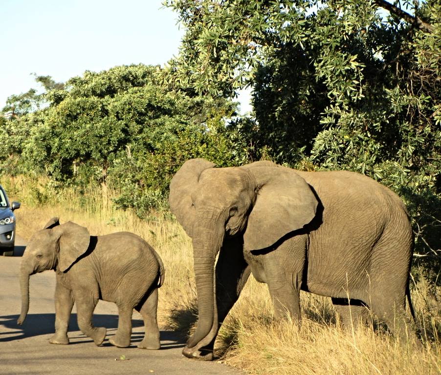 African Bush Elephant Cow and Calf