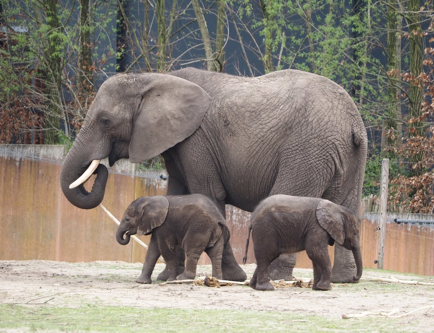 African bush elephant cow and calves (Loxodonta africana), 2024-04-06
