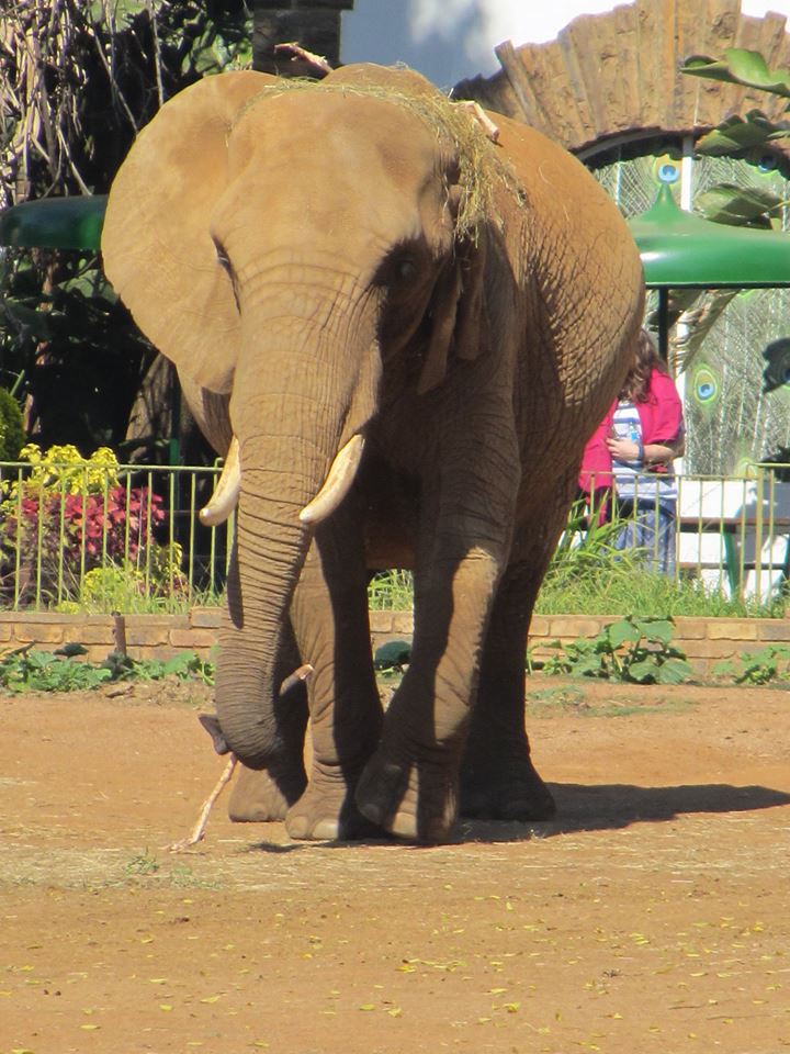 African Bush Elephant Cow